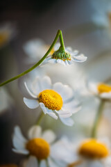 Closeup White flower with broken flower
