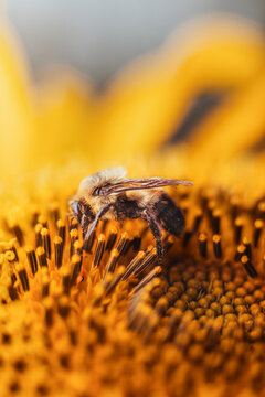Closeup Bee on yellow flower