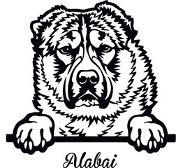 Alabai Peeking Dog - head isolated on white