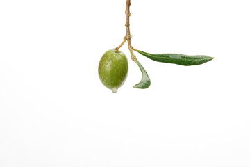 green olive with dewdrops on the branch of an olive tree