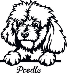 Poodle Peeking Dog - head isolated on white