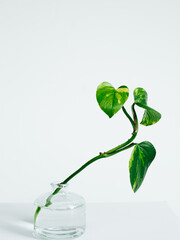 Propogating a house plant in a vase of water