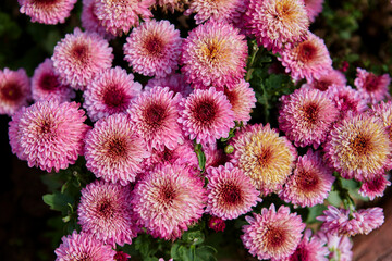 Close-up of pink Chrysanthemum flower blooming in the garden