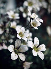 Small flowers on dark green background