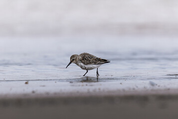 Sanderling, Calidris alba, single bird in water