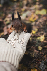 Female hand holding a squirrel with sunflower seeds
