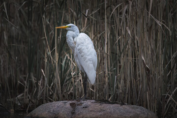 Great egret, Ardea alba, single bird in water