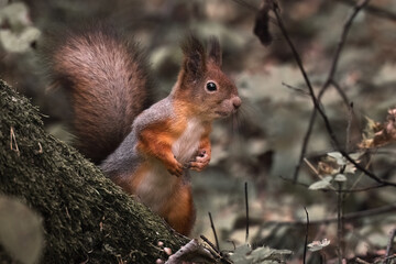 red squirrel in the forest
