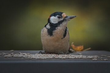 Great spotted woodpecker (Dendrocopos major) in the forest