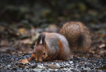 Squirrel eating nuts on the ground in the autumn forest