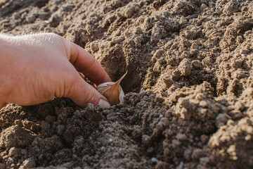 Manual technology for planting garlic. The girl plants garlic.