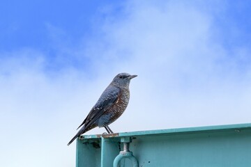 のんびりくつろぐイソヒヨドリ オス