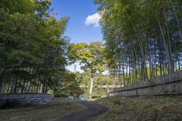 青空バックに見る竹林と色づき始めた広葉樹のコラボ情景