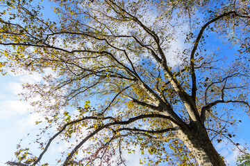Large branches with vivid orange, yellow, green and brown leaves of platanus tree towards clear blue sky in a garden during a sunny autumn day, beautiful outdoor background.
