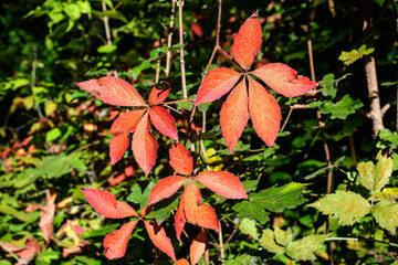 Minimalist monochrome background with green leaves o  Parthenocissus quinquefolia plant, known as Virginia creeper, five leaved ivy or five-finger, in a garden in a sunny autumn day