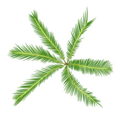 Leaf Illustration 