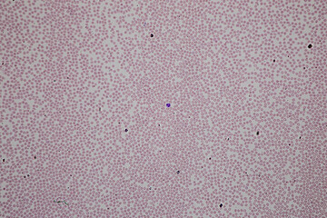 Characteristics Tissue of Thyroid gland, Lymph gland, Larynx of human and Human blood cells study under microscopic.