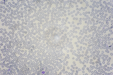 Characteristics Tissue of Thyroid gland, Lymph gland, Larynx of human and Human blood cells study...