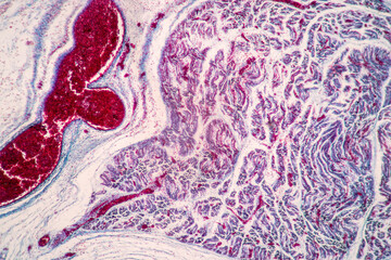Characteristics Tissue of Thyroid gland, Lymph gland, Larynx of human and Human blood cells study...