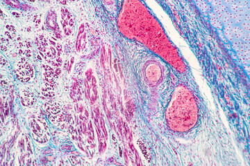 Characteristics Tissue of Thyroid gland, Lymph gland, Larynx of human and Human blood cells study under microscopic.