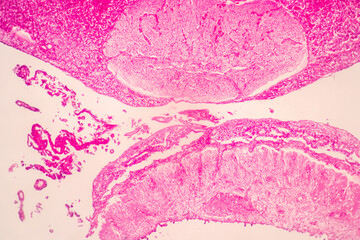 Characteristics Tissue of Thyroid gland, Lymph gland, Larynx of human and Human blood cells study...
