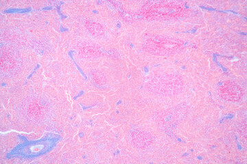 Characteristics Tissue of Thyroid gland, Lymph gland, Larynx of human and Human blood cells study...