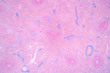 Characteristics Tissue of Thyroid gland, Lymph gland, Larynx of human and Human blood cells study...
