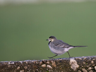 Bachstelze (Motacilla alba)
