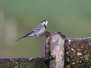 Bachstelze (Motacilla alba)