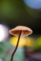 Close-up of wild mushrooms grow on forest ground. - 679537147