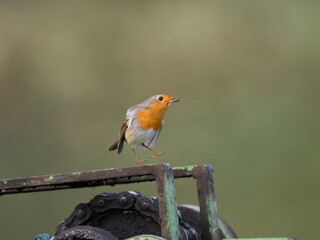 Rotkehlchen (Erithacus rubecula)