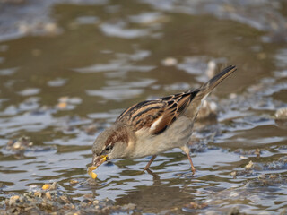 Haussperling (Passer domesticus)