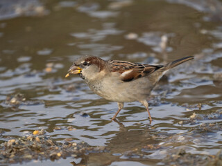 Haussperling (Passer domesticus)