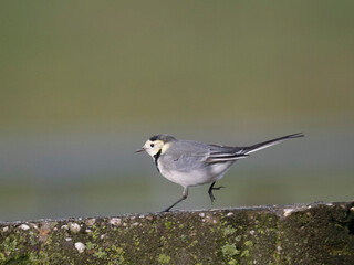 Bachstelze (Motacilla alba)