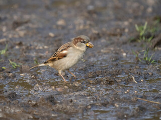 Haussperling (Passer domesticus)