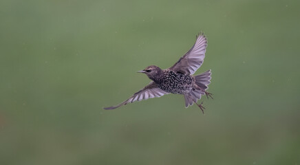 Star (Sturnus vulgaris)
