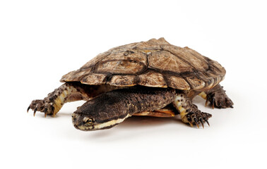 Argentinische Schlangenhalsschildkröte // Argentine snake-necked turtle (Hydromedusa tectifera)