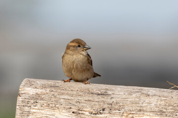Haussperling (Passer domesticus)