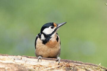 Buntspecht (Dendrocopos major)