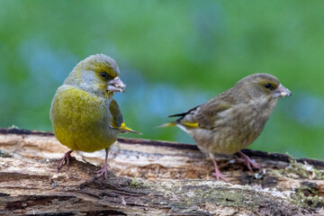 Grünfink (Chloris chloris)