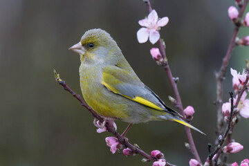 Grünfink (Chloris chloris)