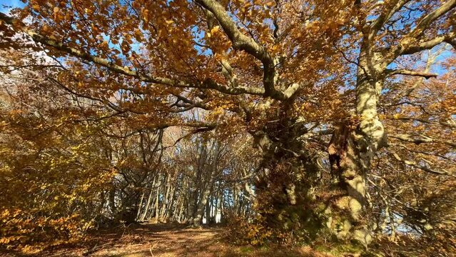Monumental secular trees in the beech forest of Canfaito during autumn season, Marche region, Italy