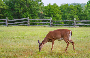 Naklejka premium Blue Ridge Parkway, Famous Road linking Shenandoah National Park to Great Smoky Mountains National Park
