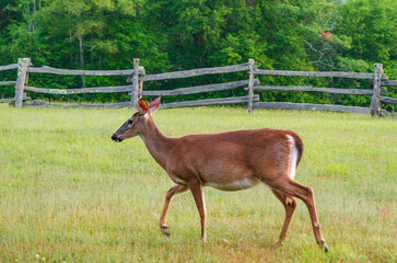Fototapeta premium Blue Ridge Parkway, Famous Road linking Shenandoah National Park to Great Smoky Mountains National Park