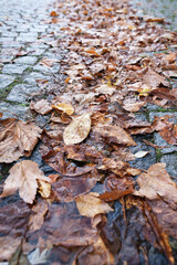 Herbstlaub am Straßenrand