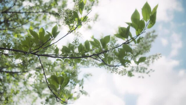 Sun shining through bird cherry tree branches in spring. Slow motion. 
