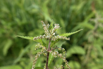 Nettle thickets on top natural green background