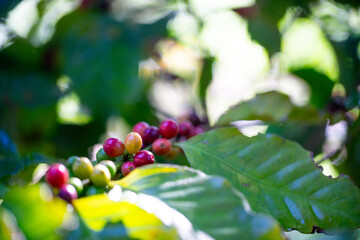 Close up coffee bean 