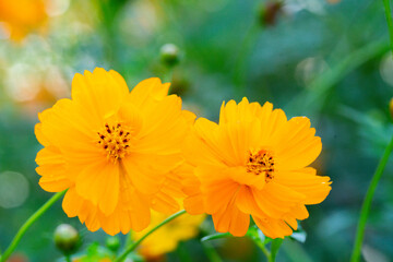 yellow flower in the garden