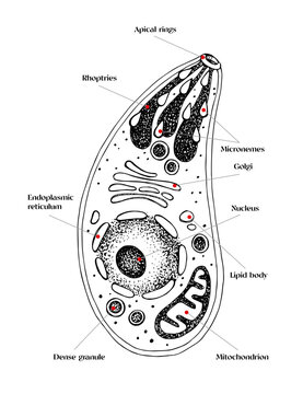 Toxoplasma gondii vector diagram sketch